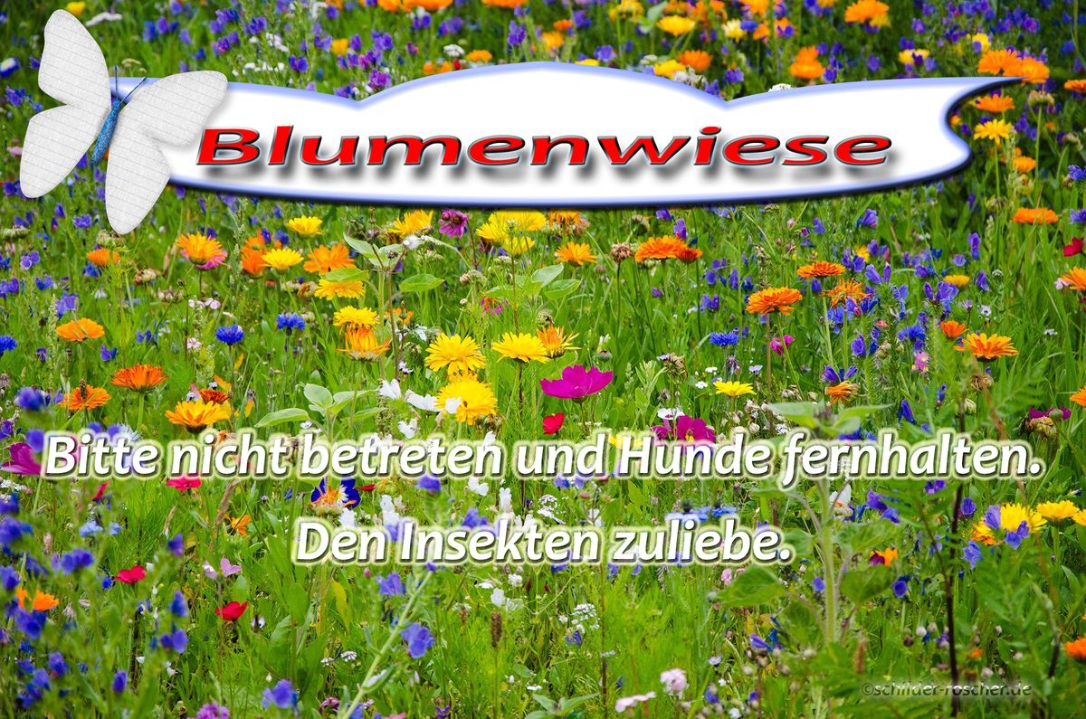 Blumenwiese_Schmetterling_#3