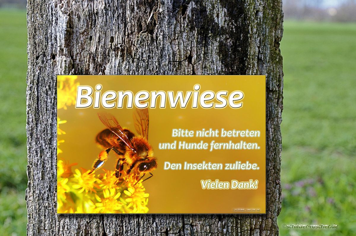 Bienenwiese_#1_Baum